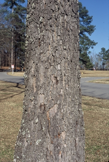 {Diospyros virginiana}